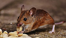 24 Hour & Emergency Exterminators in Tisch Mills, WI